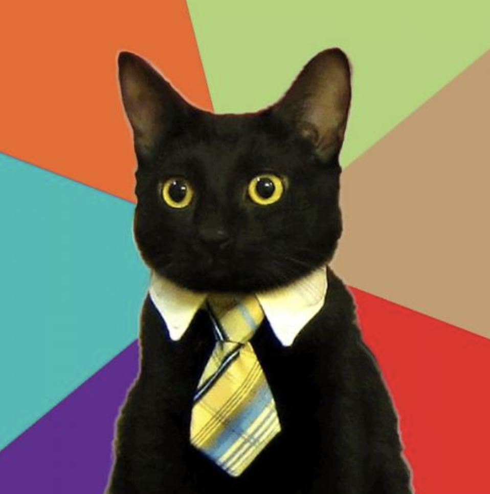 Emilio, Business Cat, wearing a collar and executive tie